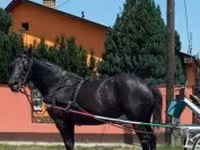 فرس, Nonius horse — الصورة 5