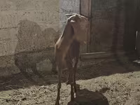 Chèvre, Beetal goats — photo 3