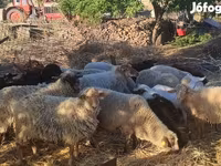 Ovejas (lote, sexo no especificado), Dorper sheep — foto 1