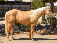 Madyan, Quarter Horse — foto 2