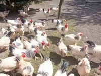 ससेक्स — फ़ोटो 4