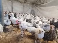 Chickens — 写真 6