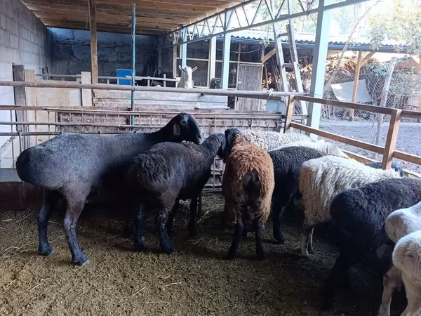 Ovelha, Rhon sheep