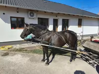 Égua, Cavalos — foto 5