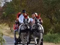 حصان, Lipizzaner — الصورة 5