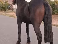 Horse (M), Friesian — photo 3