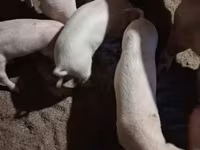 猪（批次，未指定性别）, Крупная белая — 照片 6