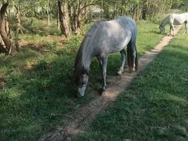 Kobila, Коњи