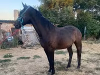 Kobyła, Nonius horse — zdjęcie 2