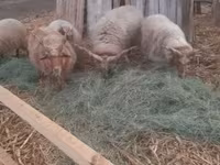 Carnero, Racka sheep — foto 1