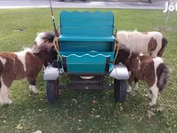 公马, Shetland Pony — 照片 3