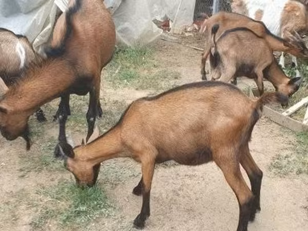 Bode, Alpine goat — Hungria