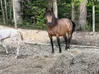 Kobila, Black Sea breed — fotografija 4