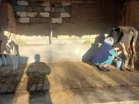 Vaca, Latvian Blue cattle — foto 3