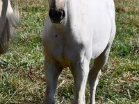 Kobila, Quarter Horse — fotografija 2