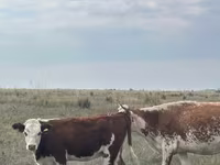 Cow, Kazakh White-headed cow — photo 6