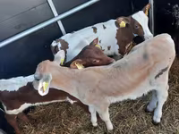 ثور, Simmental cattle — الصورة 2