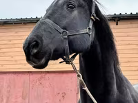 Kobyła, Akhal-Teke — zdjęcie 7