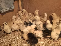 Chickens — zdjęcie 2