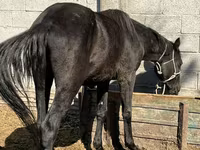 Kobila, Friesian sport horse — fotografija 1