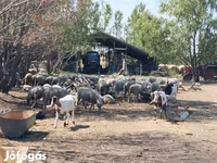 نعجة, الأغنام — الصورة 1