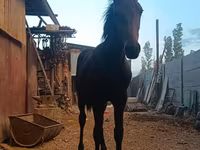 Pastuv, French Trotter — fotografija 4