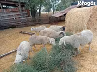 Ram, Sheep — photo 3