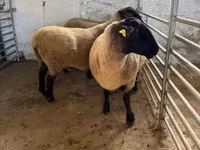 Oveja, White Suffolk sheep — foto 7