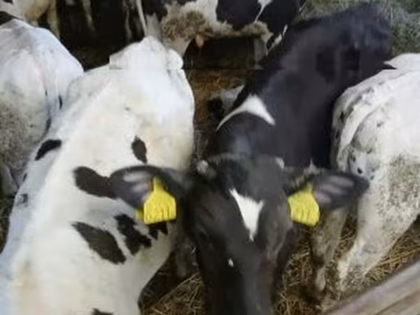 Toro, Russian Black pied cattle