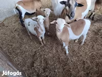 Ovejas (lote, sexo no especificado), Cameroon sheep — foto 1