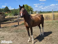 Caballo, Westphalian — foto 3