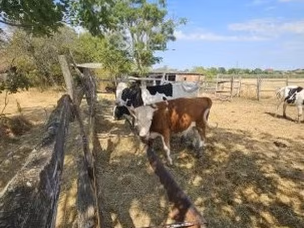Qoramol (partiya, jinsi ko‘rsatilmagan), Russian Black pied cattle — Vengriya