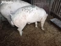 公猪, Pigs — 照片 2