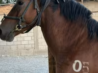 At, Akhal-Teke — foto 2