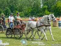 Kobila, Lipizzaner — fotografija 3