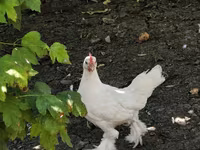 Chickens — fotografija 1