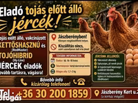 gallina danesa — foto 3