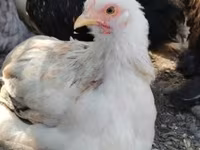 Pekin Bantam — zdjęcie 2