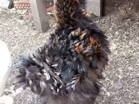 Chickens — फ़ोटो 1