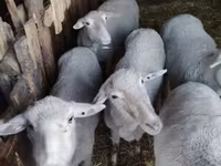 Қошқар, Merino sheep — 2-сурет