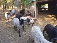Oveja, Tsigai sheep — foto 3