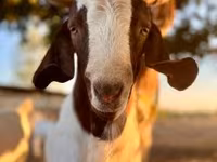 बकरी, Boer goat — फ़ोटो 4