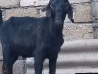 Jarac, Anatolian Black goats — fotografija 1