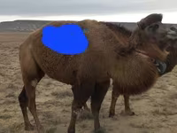 Ženka deve, Kazakh Bactrian camel — fotografija 3