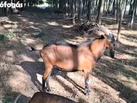 Ziegenbock, Alpine goat — Foto 8