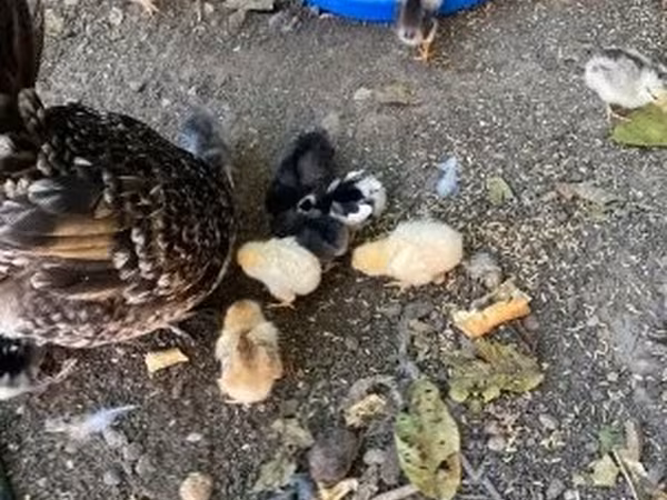 Chickens — Венгрия