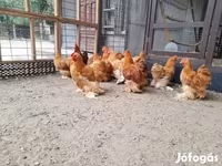 Bantam Pekín — foto 7