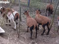 公羊, Cameroon sheep — 照片 1