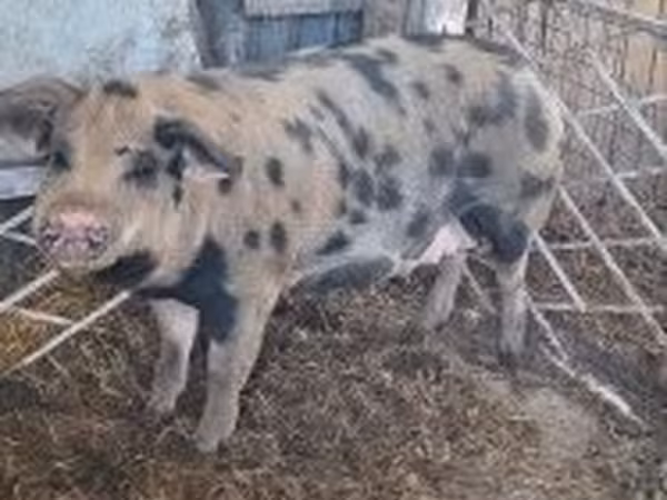 Свиноматка, Свині — Угорщина