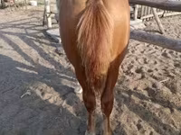 母马, Horses — 照片 3